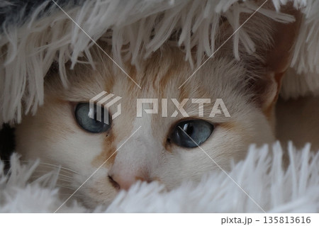 お気に入りの猫ベッドからこんにちは 135813616