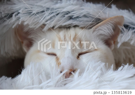 もう眠気には抗えない猫 135813619