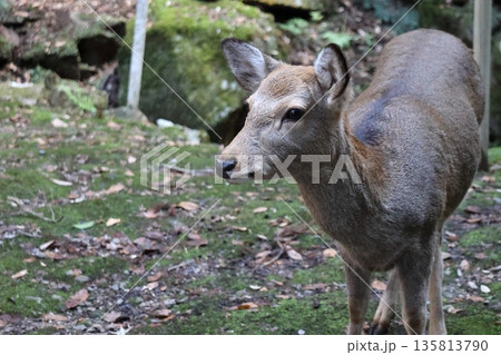 山の中で暮らす奈良の雌鹿 山の中で暮らす奈良の雌鹿 135813790