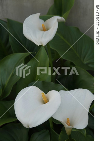 春4月清楚に咲くカラーの白い花 春4月清楚に咲くカラーの白い花 135813798