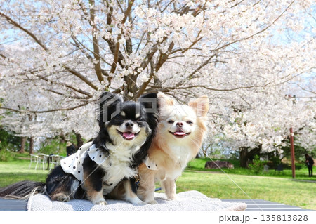 桜色に囲まれた仲良し白黒チワワの春時間 桜色に囲まれた仲良し白黒チワワの春時間 135813828