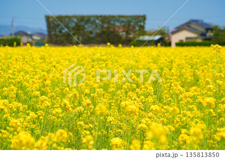 〈島根県〉出雲平野の菜の花畑と築地松 135813850
