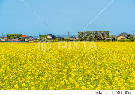〈島根県〉出雲平野の菜の花畑と築地松 〈島根県〉出雲平野の菜の花畑と築地松 135813855