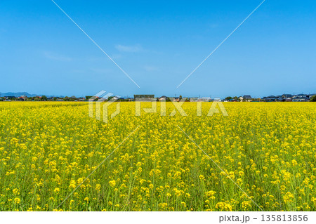 〈島根県〉出雲平野の菜の花畑と築地松 〈島根県〉出雲平野の菜の花畑と築地松 135813856