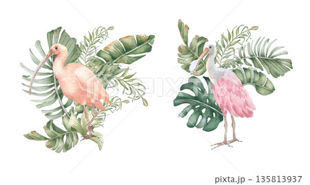 Set of watercolor tropical birds a pink ibis and a spoonbill among palm foliage isolated white. Exotic greenery plants and beauty birds hand drawn. Print design Hawaii style. Summer soft drawing. Set of watercolor tropical birds a pink ibis and a spoonbill among palm foliage isolated white. Exotic greenery plants and beauty birds hand drawn. Print design Hawaii style. Summer soft drawing. 135813937