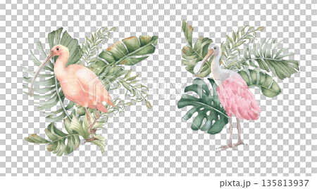 Set of watercolor tropical birds a pink ibis and a spoonbill among palm foliage isolated white. Exotic greenery plants and beauty birds hand drawn. Print design Hawaii style. Summer soft drawing. 135813937