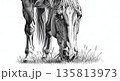 Detailed horse legs standing together in grassy field 135813973