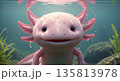 Smiling axolotl in water with pink gills and plants 135813978