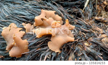Brown Ear Fungus Auricularia Growing on Decaying Palm Oil Fiber Brown Ear Fungus Auricularia Growing on Decaying Palm Oil Fiber 135814233