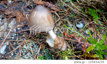 Single Mature Straw Mushroom Volvariella Volvacea in Palm Oil Estate Single Mature Straw Mushroom Volvariella Volvacea in Palm Oil Estate 135814235