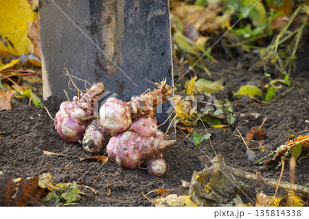 Harvested Purple Jerusalem Artichokes Piled By Shovel In Garden Soil Harvested Purple Jerusalem Artichokes Piled By Shovel In Garden Soil 135814338