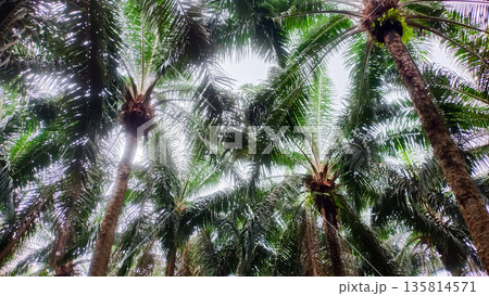 Looking Up at Tall Oil Palm Trees in Managed Plantation with Sunlight Filtering Through Leaves Looking Up at Tall Oil Palm Trees in Managed Plantation with Sunlight Filtering Through Leaves 135814571