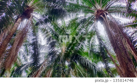 Under the Shade of Oil Palm Plantation Trees 135814746
