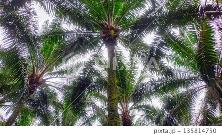 Center View of Oil Palm Tree in Lush Plantation Center View of Oil Palm Tree in Lush Plantation 135814750
