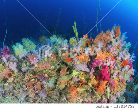 伊豆のダイビング水中写真｜カラフルなソフトコーラル群生（伊東） 135814758