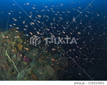 伊豆・伊東 ハナダイの群れとソフトコーラルの海中風景 伊豆・伊東 ハナダイの群れとソフトコーラルの海中風景 135814852
