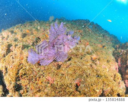 紫色のボロカサゴの水中写真　神秘的な海の生き物（コピースペース） 135814888