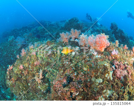 岩礁にソフトコーラルが生い茂る海中風景　魚とダイバーが泳ぐ水中写真 135815064
