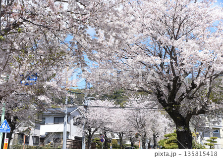 桜 街路樹 桜 街路樹 135815418