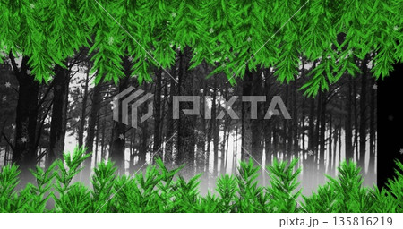 Green tree branches over snowflakes falling over multiple trees on winter landscape 135816219