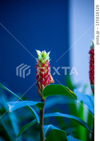 Top view of Costus speciosus or Indian head ginger, spiral ginger, or crepe ginger, focus selective Top view of Costus speciosus or Indian head ginger, spiral ginger, or crepe ginger, focus selective 135816320