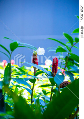 Top view of Costus speciosus or Indian head ginger, spiral ginger, or crepe ginger, focus selective Top view of Costus speciosus or Indian head ginger, spiral ginger, or crepe ginger, focus selective 135816321