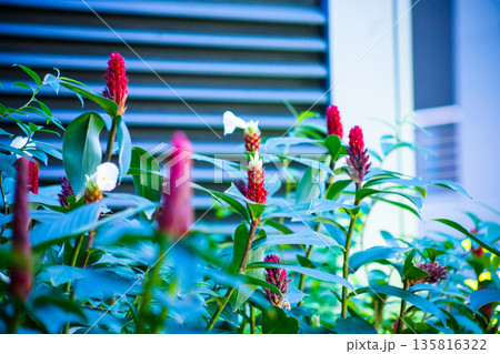 Top view of Costus speciosus or Indian head ginger, spiral ginger, or crepe ginger, focus selective Top view of Costus speciosus or Indian head ginger, spiral ginger, or crepe ginger, focus selective 135816322