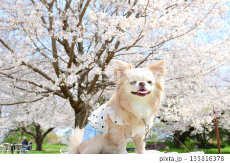 お花見が楽しい白いチワワと満開の桜 135816378