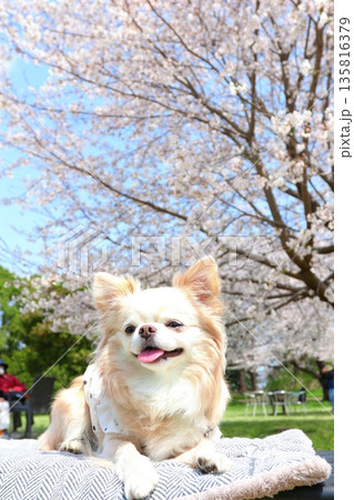 桜色に囲まれて笑う白チワワの春フォト 135816379