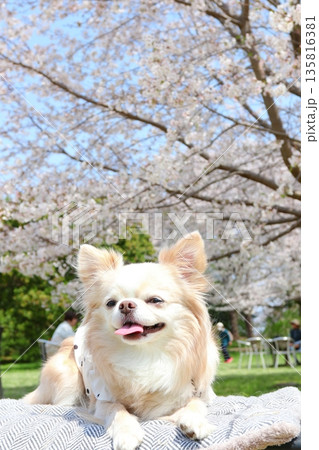 春の陽気に包まれる桜と白チワワ 135816381
