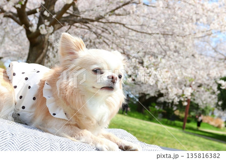 桜の下でお花見を楽しむ白チワワ 135816382