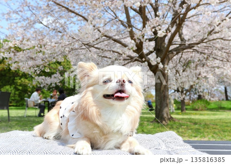 にっこり笑顔が可愛い白チワワと春の桜 135816385