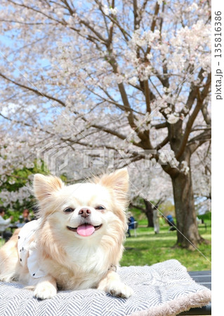 桜の下でにっこり笑顔の白いチワワ 135816386