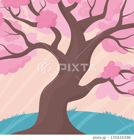 cherry blossom tree 135816396