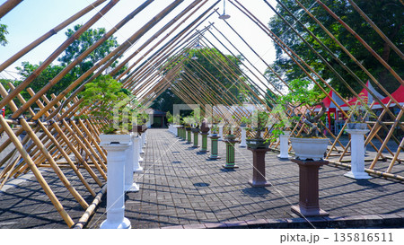 Long Perspective of Bonsai Display in Bamboo Tunnel Long Perspective of Bonsai Display in Bamboo Tunnel 135816511