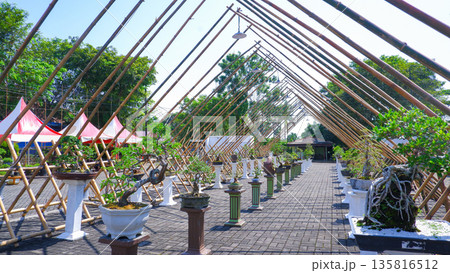Vibrant Bonsai Exhibition with Bamboo Framework and Tents Vibrant Bonsai Exhibition with Bamboo Framework and Tents 135816512
