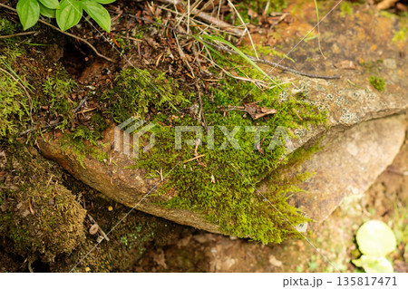 Bright green moss growing across weathered stone in forest Bright green moss growing across weathered stone in forest 135817471