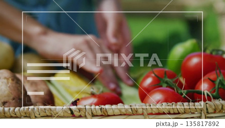 Slicing hands in blue short-sleeved shirt cutting squash on garden table, with basket and tomatoes 135817892