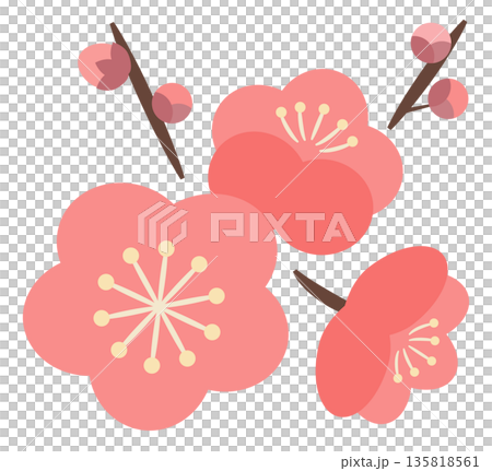 梅花和花苞_粉紅色 135818561