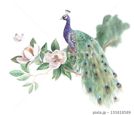 Peacock sitting on the branch of magnolia with the butterfly and green spot on a background. Handmade watercolor illustration. For cards, cover, wallpaper, prints, product labels and fabric. 135818589
