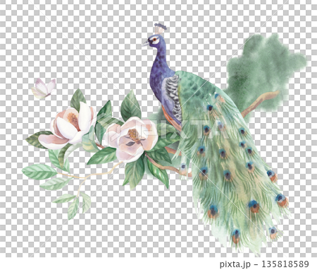Peacock sitting on the branch of magnolia with the butterfly and green spot on a background. Handmade watercolor illustration. For cards, cover, wallpaper, prints, product labels and fabric. 135818589