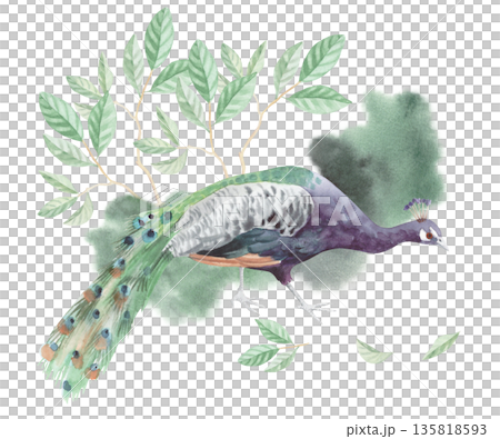 Composition of peacock walking on the grass with the branches of magnolia on the background. Watercolor illustration. For packaging design, cards, cover, wallpaper, prints, product labels and fabric. Composition of peacock walking on the grass with the branches of magnolia on the background. Watercolor illustration. For packaging design, cards, cover, wallpaper, prints, product labels and fabric. 135818593