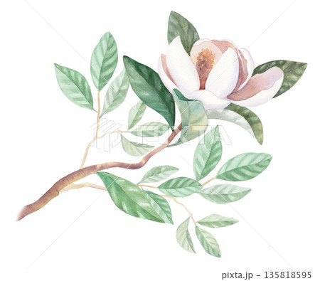 Magnolia branches with the flower. Watercolor illustration. Handmade watercolor illustration. For packaging design, cards, cover, wallpaper, prints, product labels and fabric. 135818595