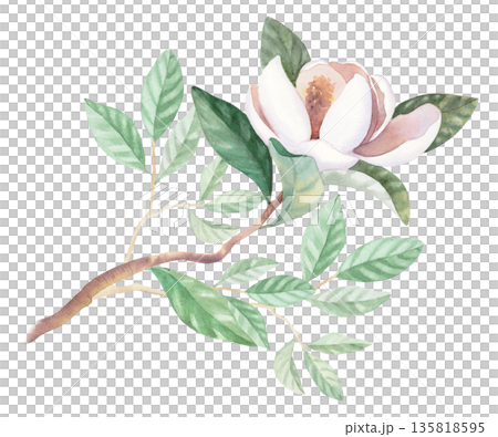 Magnolia branches with the flower. Watercolor illustration. Handmade watercolor illustration. For packaging design, cards, cover, wallpaper, prints, product labels and fabric. 135818595