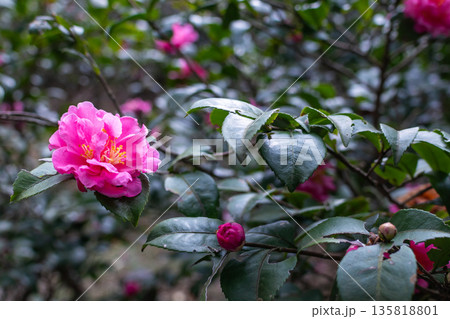 カジュアル 無造作 無頓着 135818801