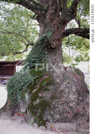 広島県　糸崎神社のクスノキ 135818920