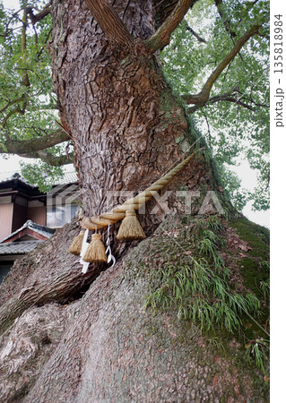 広島県 糸崎神社のクスノキ 広島県 糸崎神社のクスノキ 135818984