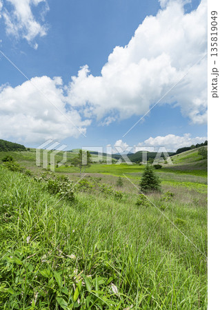 夏の長野県諏訪市にある霧ヶ峰の踊場湿原 135819049