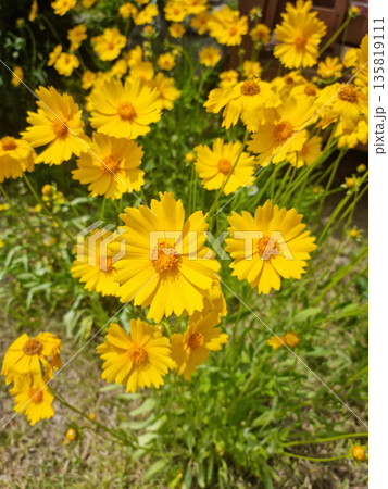 Golden-Wave flower on nature background Golden-Wave flower on nature background 135819111