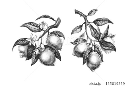 Lemon branch vintage illustration Lemon branch vintage illustration 135819259